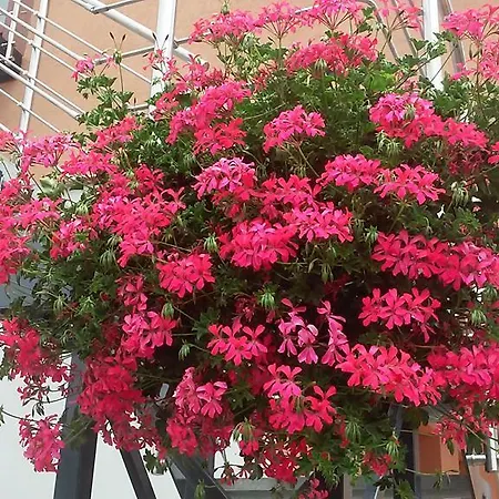 Mária Casa de hóspedes Rapovce