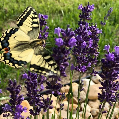 Mária Casa de hóspedes